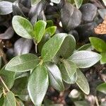 Ligustrum japonicum 葉