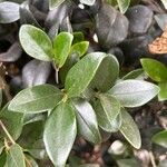 Ligustrum japonicum Ліст