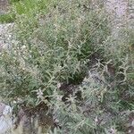 Sphaeralcea angustifolia Folio