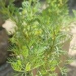 Artemisia abrotanum Hostoa