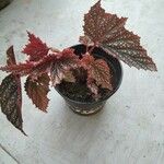 Begonia aconitifolia List