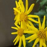 Senecio squalidus Bark