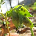 Corydalis intermedia Плід