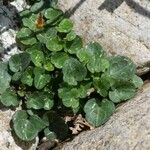 Cymbalaria aequitriloba Habit