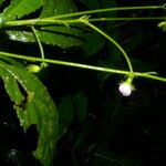 Pavonia castaneifolia Flower