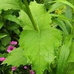 Campanula latifolia Leaf