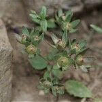 Androsace maxima Mbuma