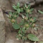 Androsace maxima Fruit