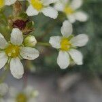 Saxifraga crustata 花