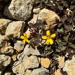 Oxalis corniculataFloare