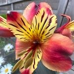 Alstroemeria aurea Kwiat