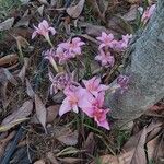 Zephyranthes carinata 整株植物