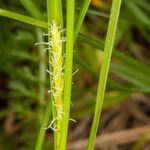 Carex hirta Цвят