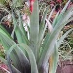 Tillandsia kretzii Yeri