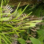 Lycopodium thyoides ഇല