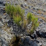 Erica mannii Habitus