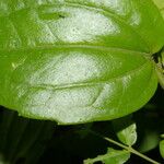 Gongrostylus costaricensis Leaf