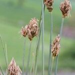 Carex stenophylla Fruit