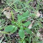 Alstroemeria psittacina Leaf