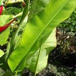 Heliconia stricta Leaf