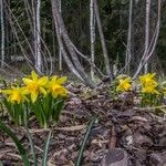 Narcissus jonquilla Прочее
