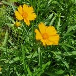 Coreopsis auriculata Квітка