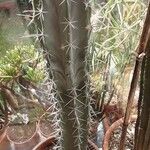 Stenocereus stellatus Alkat (teljes növény)