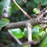 Rhamnus prinoides പുറംതൊലി