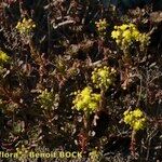 Aeonium spathulatum Alkat (teljes növény)