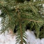 Picea rubensBlad