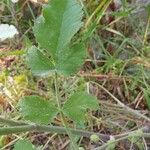 Tordylium officinale Leaf