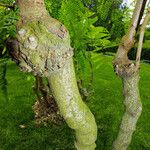 Albizia procera Lubje