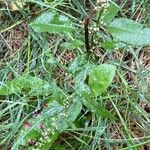 Rumex conglomeratus Агульны выгляд