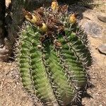 Ferocactus herrerae Foglia