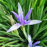 Iris lactea Fruto