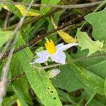 Solanum carolinenseΛουλούδι