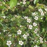 Cotoneaster dammeri Virág