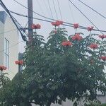 Spathodea campanulata Blüte