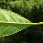 Chionanthus broomeanus Feuille