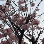 Prunus serrulata 花