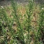 Erigeron canadensis Natur