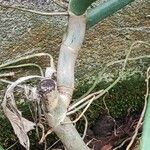 Philodendron elegans Bark