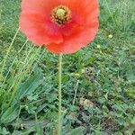 Papaver argemone Kvet