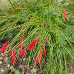 Russelia equisetiformis Flower