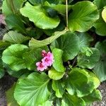 Bergenia crassifolia 整株植物