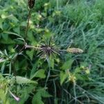 Bidens subalternans Fruit