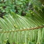 Phyllanthus mimosoides Leaf