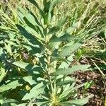 Solidago chilensis 葉