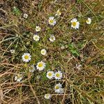 Anthemis ruthenica Plante entière