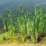 Typha latifolia Leaf